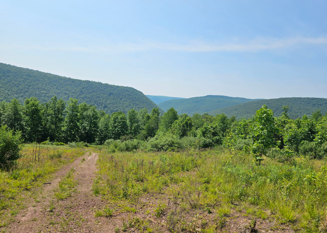 Screenshot 2025-06-25 152220