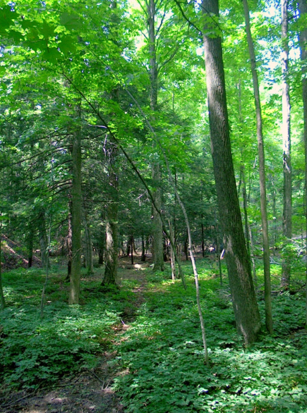 Screenshot 2025-07-02 085239