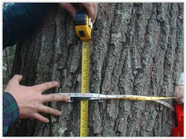 Measuring Tree Circumference 